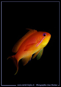 Female Swallowtail seaperch (Anthias). by Michel Lonfat 